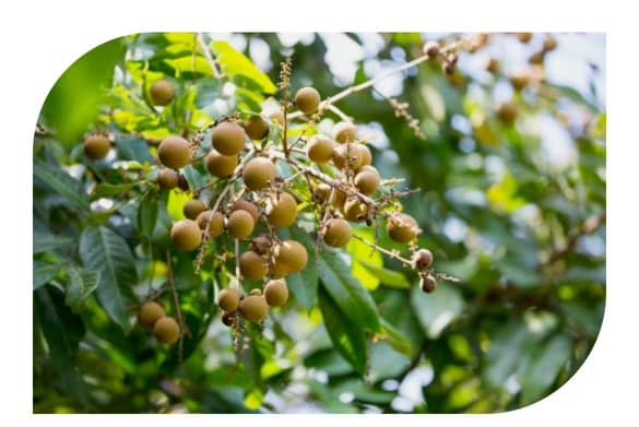 Longan