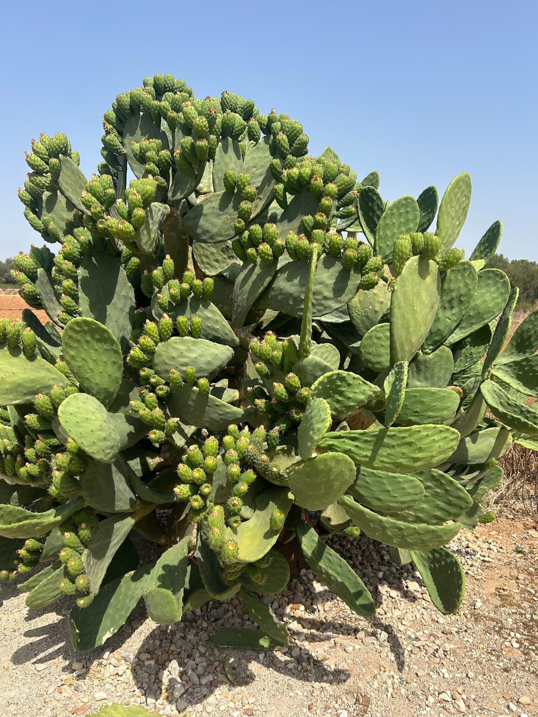 Prickly pear (Opuntia) in the Mediterranean sun โ medicinal botanicals